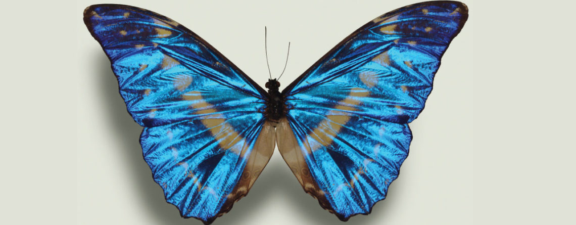 Starting a Butterfly Garden