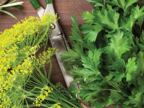 Instructions to Plant an Herb Garden in Your Sunroom