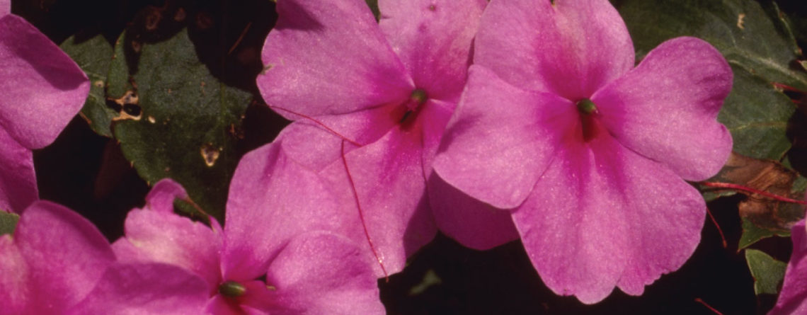 Step by Step Instructions to Build a Butterfly Garden