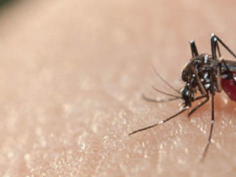 Mosquitoes Those Pesky Guests